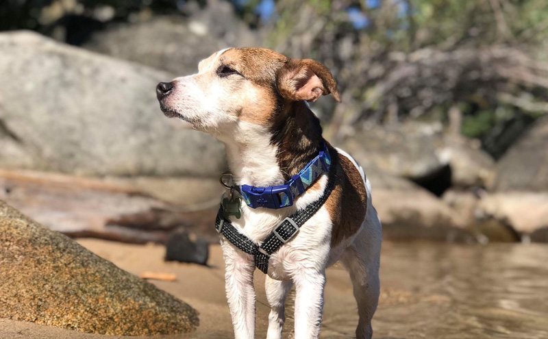 best harness for hiking dogs