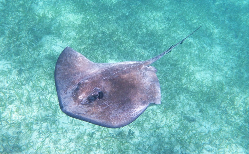 Southern stingray in the Caribbean Sea.