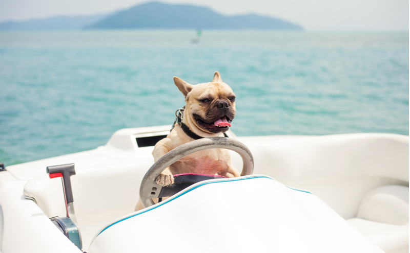 19 Dog Boat Accessories You Need For Your Dog