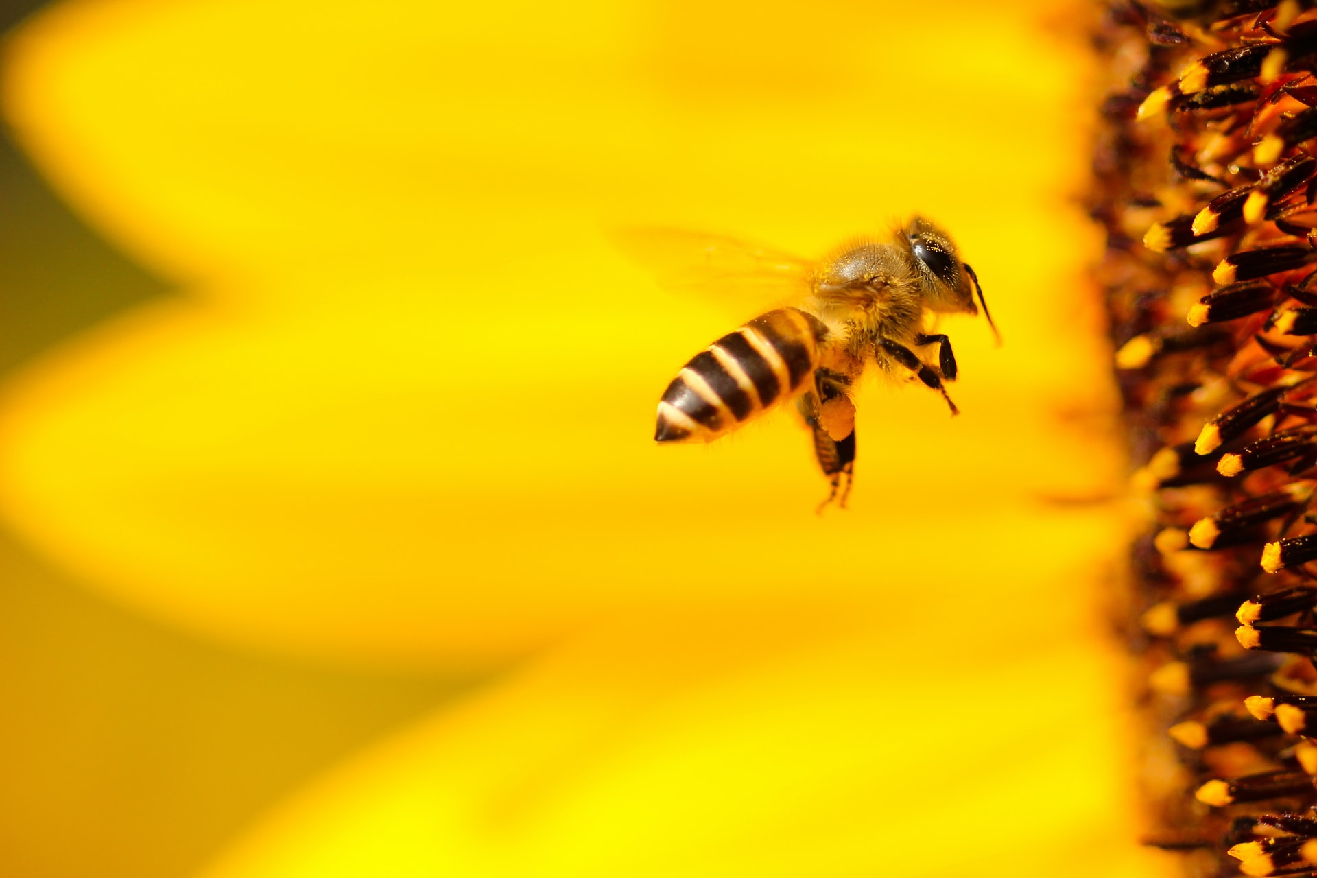 Why Do Bees Chase You When You Run?