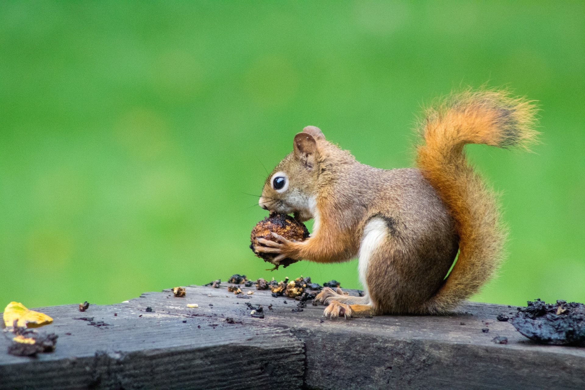 Can You Eat Squirrel From Your Backyard?