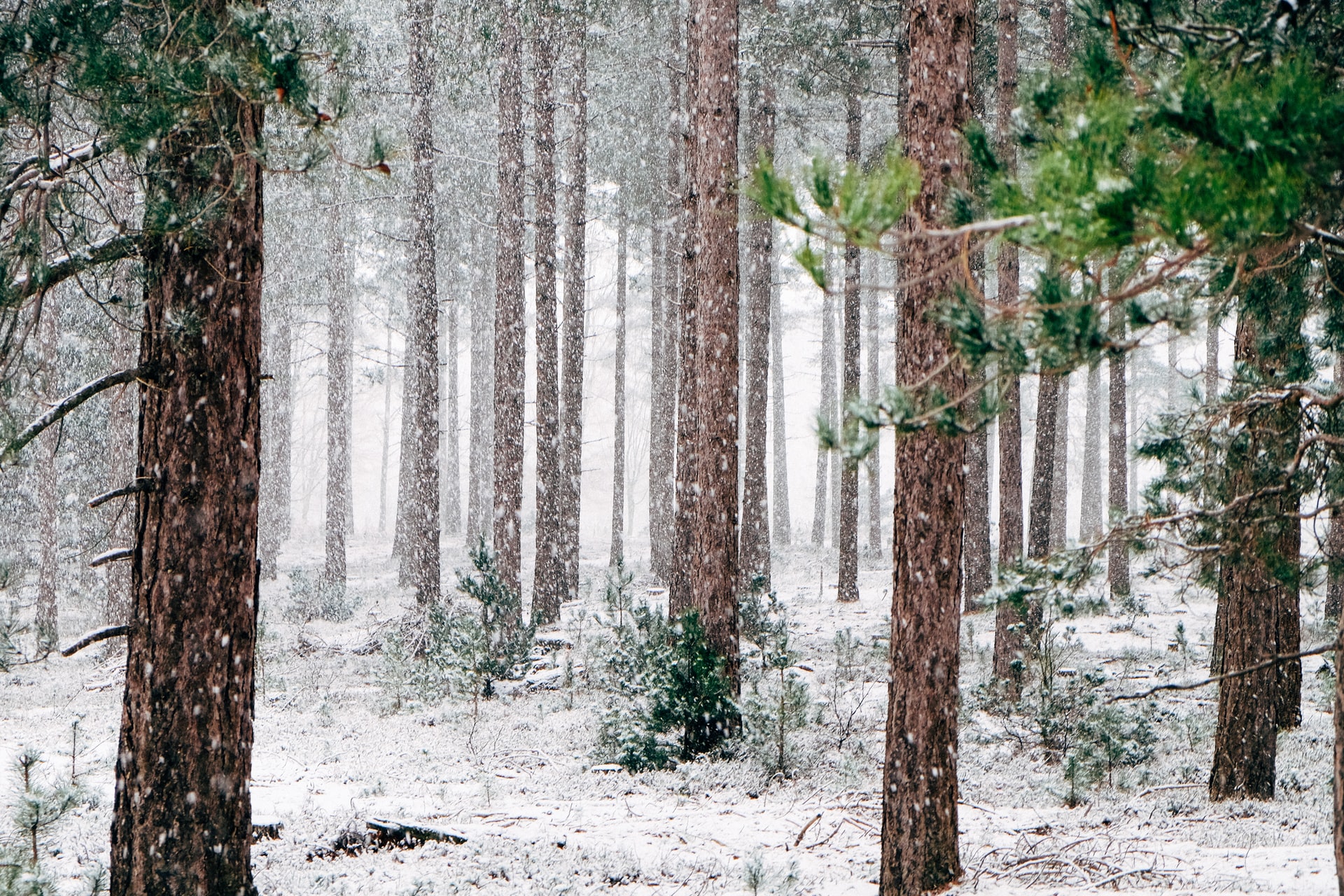 Do Weeds Die in the Winter?