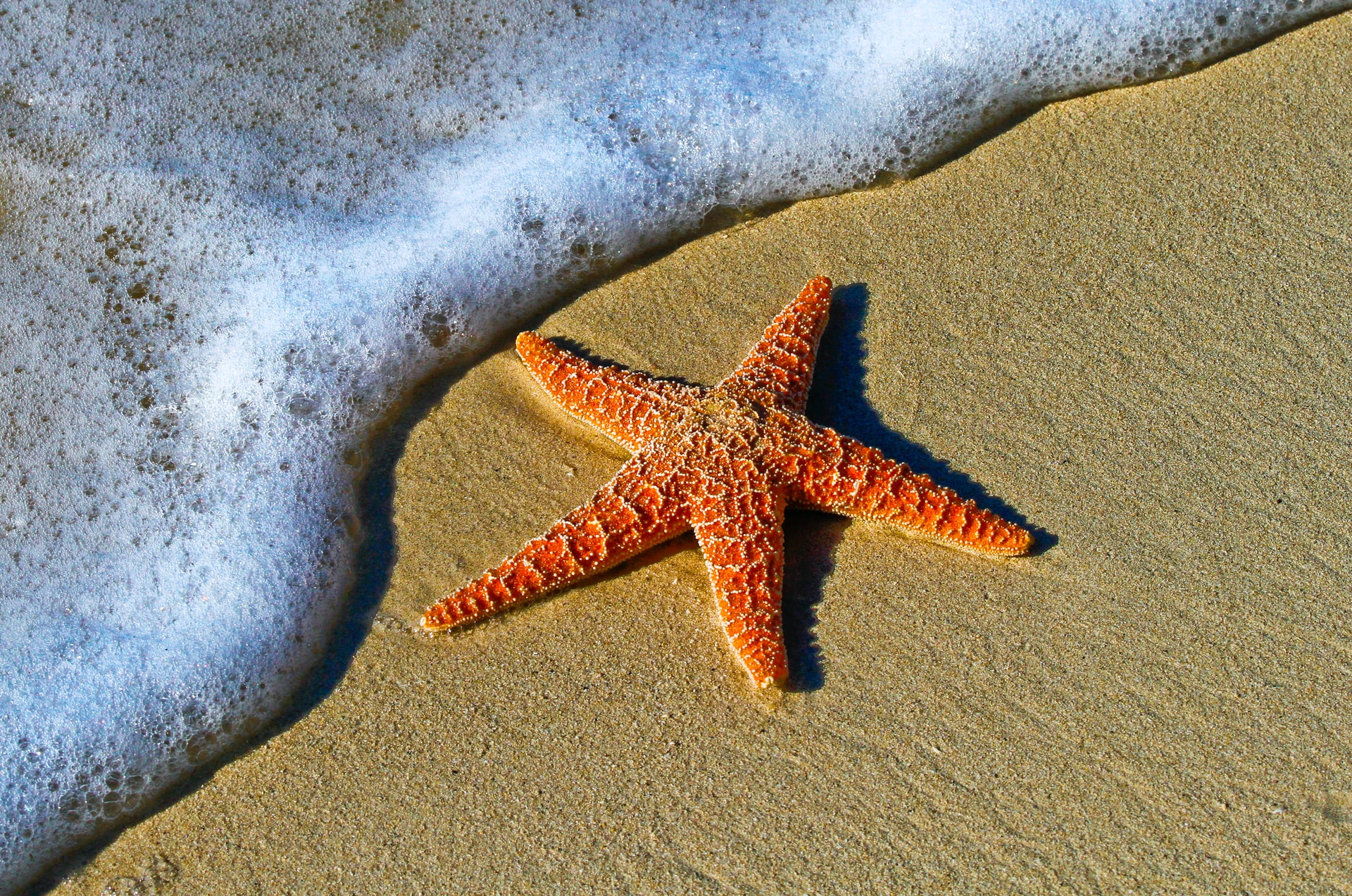Can You Eat Starfish?