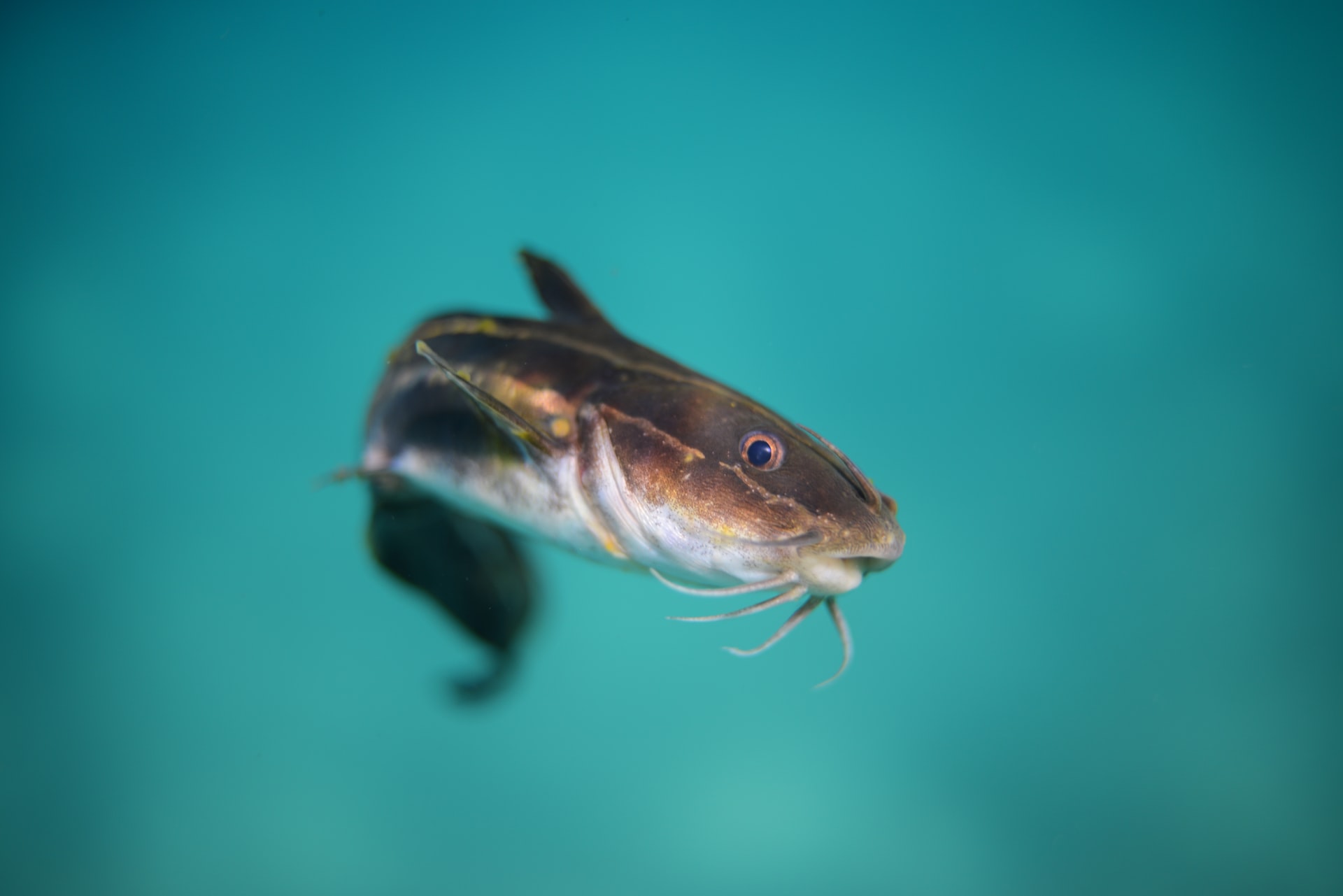 Can You Eat Saltwater Catfish?