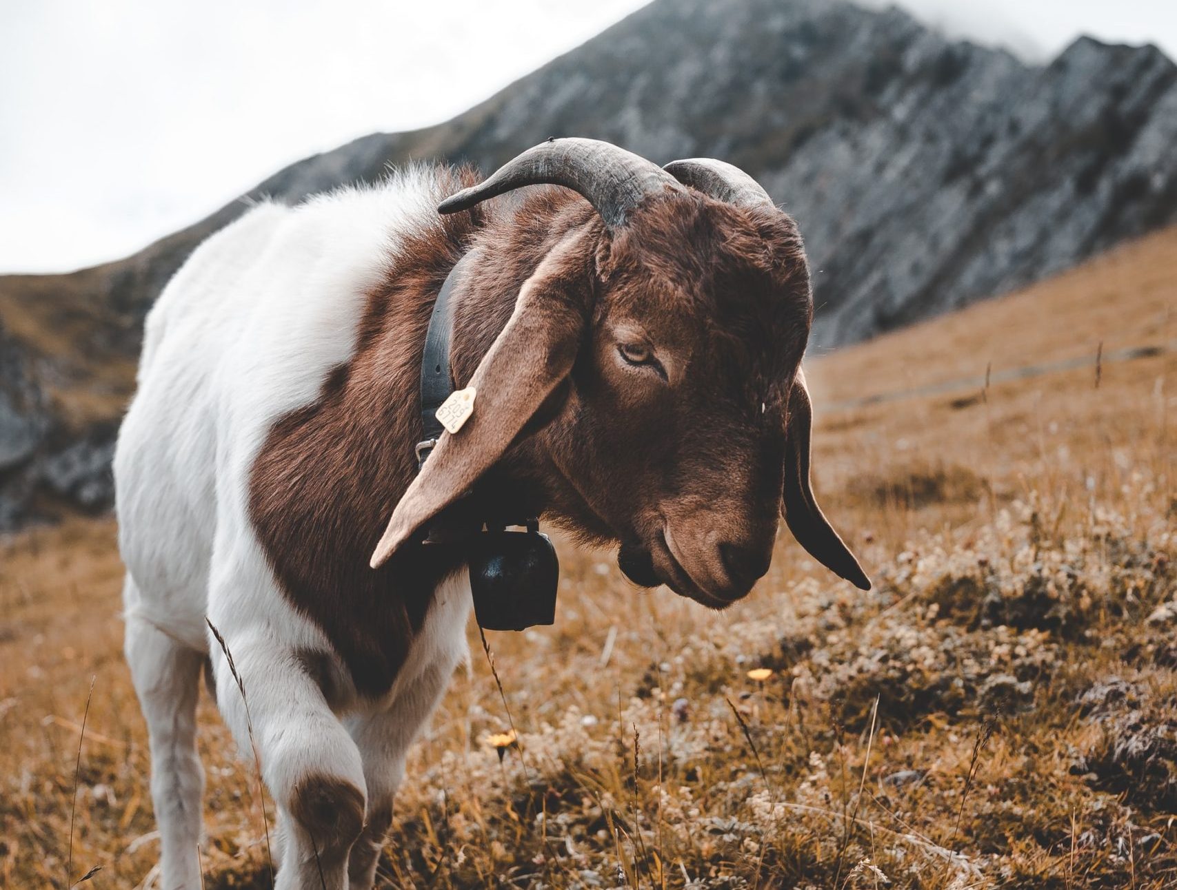 What Is a Wether Goat and Why Should You Add It to Your Farm?